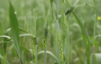 Close-up view of young wheat stalks in a field, covered in tiny dewdrops. The vibrant green color