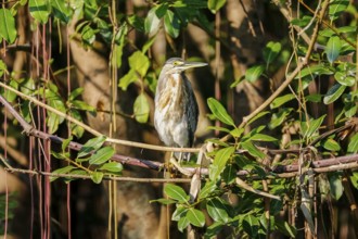 Close-up of a Striated Heron perching in a tree in sunlight, Pantanal Wetlands