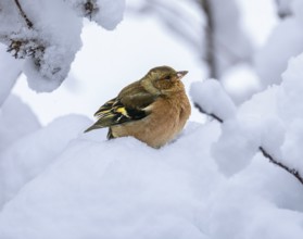 Closeup of a male chaffinch sitting on a snow covered tree