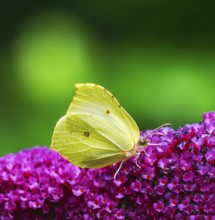 Macro of a yellow brimstone butterfly pollinating on a flower