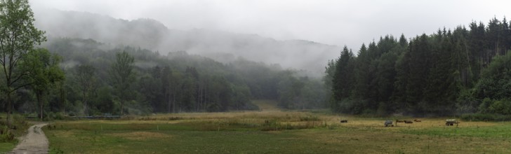 Beautiful gloomy landscape with green wooded hills, an alley, and cows on a pasture, on a misty