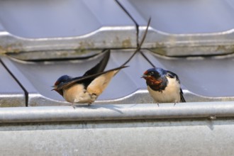 Barn Swallows at mating time. Barn Swallow, Hirundo rustica, Barn Swallow