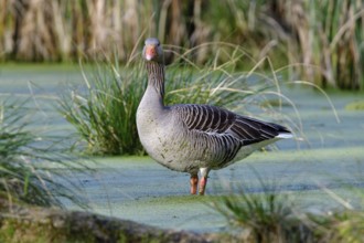 Greylag in the morning sun in a lake. Greylag goose in spring during mating