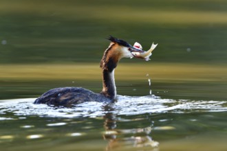 Great crested grebe fishing in a lake. Great crested grebe in the morning sun