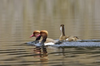 Red-crested pochard on a lake. Redcrested pochard during courtship