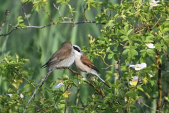 Red-backed shrike couple during mating. Red backed shrike mating time