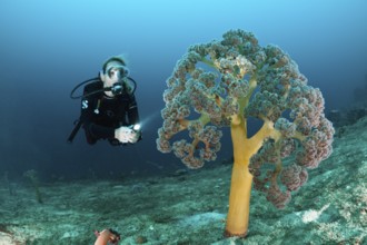 Diver and umbellate soft coral, Umbellulifera sp., Cenderawasih Bay, West Papua, Indonesia, Asia