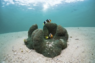Clark's anemonefish in lagoon, Amphiprion clarkii, Cenderawasih Bay, West Papua, Indonesia, Asia