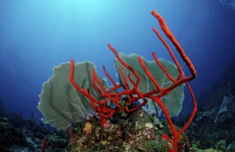 Caribbean coral reef, Punta Cana, Caribbean Sea, Dominican Republic, Central America