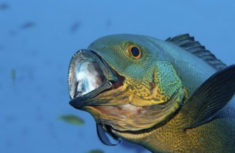 Cleaner fish cleans yellow-eyed snapper, Labroides dimidiatus, Macolor macularis, Indian Ocean, Ari