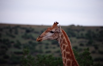 Giraffe, Giraffa camelopardalis, South Africa, Schotia Game Park, Africa