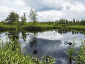 View of a marshland landscape, reflection, Lower Rhine, North Rhine-Westphalia, Germany, Europe