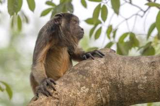Black howler (Alouatta), juvenile, Pantanal, inland, wetland, UNESCO Biosphere Reserve, World
