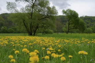 Flower meadow in spring, nature reserve, Reiherhalde, Vogelhalde, dandelion, Ohrnberg, Sindringen,