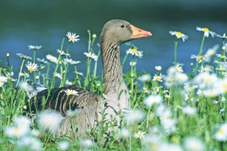 A greylag goose lies in a field of flowers, Schleswig-Holstein, Federal Republic of Germany