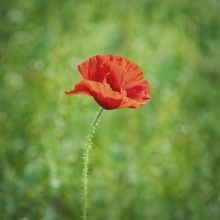Red Poppy Flower against the Green Background Varna, Bulgaria, Europe