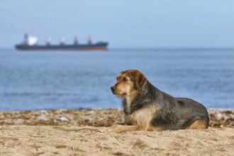Mongrel Dog on the Shore in Front of View of the Ship on Horizon Varna, Bulgaria, Europe