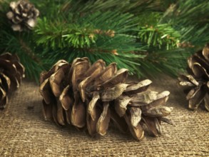Some fir-cones at sackcloth over green fir branches