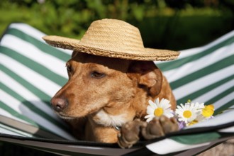 Dog lazy on it's bed with funny hat and flowers