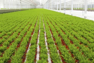 Interior of a greenhouse with many Bamboo plants
