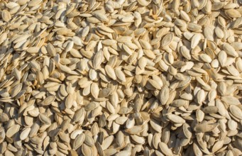 Pumpkin seeds. Background of pumpkin seeds. A lot of seeds