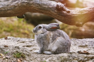 Rabbit Sits on Stone under the Bough Vienna, Austria, Europe