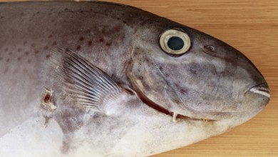 Close-up of the head of Horseface unicorfish or naso fageni fish on a wooden surface showing its