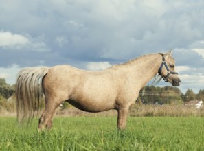 Palomino welsh pony dam in the field