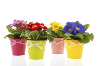 Row colorful Primroses in flower pots isolated over white background