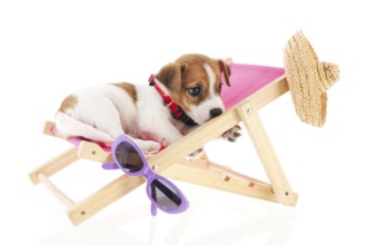 Little cute beach puppy resting in chair
