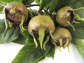 Medlar branches with fruit