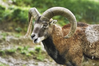 Portrait of Ram on the Pasture, Germany Obermaiselstein, Germany, Europe
