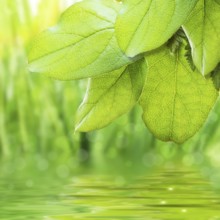 Green freshness sunny scenery with leaves and water