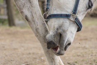 White horse grooming itself at the foot - close-up of a grey horse's head
