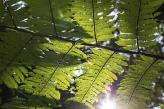 Fern, Detail, Costa Rica, Central America, Latin America, Central America
