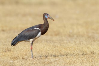 Abdim's stork, rain stork, Abdim, (Ciconia abdimii), African stork species, family of storks,