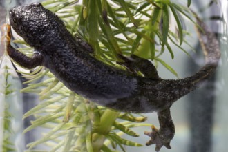 Top view of a newt in the water
