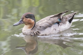A teal in her finery in the rain on a river