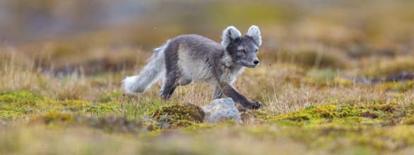 Arctic fox foraging, Arctic fox, (Alopex lagopus), Europe, Norway, Spitsbergen, Longyearbyen,