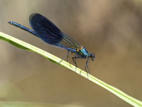 Blue-winged damselfly, dragonfly, damselfly, common damselfly, insect, insect, (Calopteryx virgo),