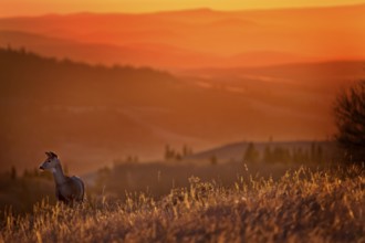 Cypress Hills Sunset Elkwater Alberta Horeshoe Canyon