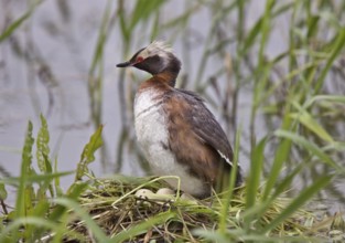 Eared Grebe in Saskatchewan Canada Pond with eggs