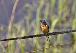 Barn Swallow on Wire in Saskatchewan Canada