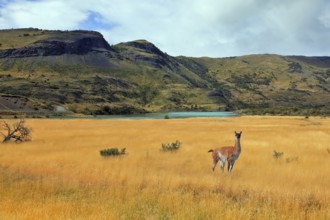 Curious llama watching the road. National Park Torres del Paine in southern Chile