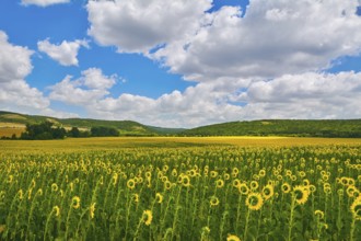 Sunflowers Field in Bulgaria Devnja, Varna, Bulgaria, Europe