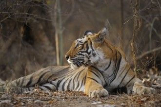 Bengal Tiger, Ranthambore national park, rajasthan, India, Asia