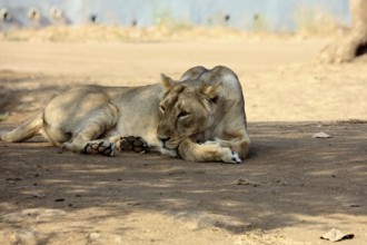 Lioness sasan gir Gujarat India Asia