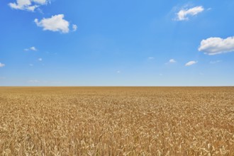 Field of Rye under Blue Sky in Bulgaria Bulgaria