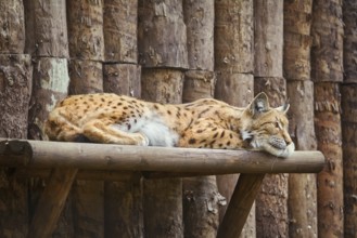 Lynx Rests on the Wooden Shelf Belostock, Poland, Europe