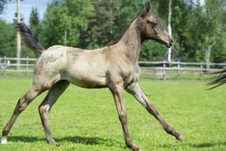 Running purebred akhalteke foal in the graß paddock